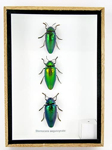 asiahouse24 Echte präparierte und riesige Insekten, Cicaden und Krabbler im Schaukasten aus Holz hinter Glas (3 Sternocera arguisignata geschlossen)