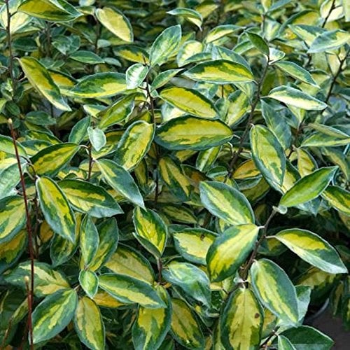 Wintergrüne Ölweide Limelight 100-125cm - Elaeagnus ebbingei - Gartenpflanze