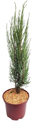 Blauer Raketenwacholder 'Blue Arrow', Höhe 50-60cm, Topf 5 Liter, 2 Pflanzen