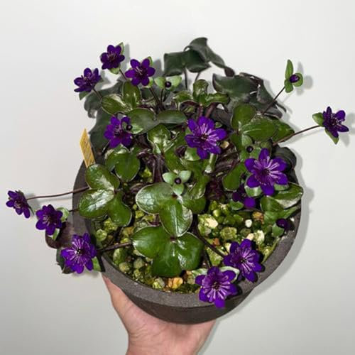 300 pcs leberblümchen samen kaufen - Hepatica nobilis - blumensaat, balkonpflanzen winterhart mehrjährig leberblümchen pflanze outdoor pflanzen, exotische pflanzen winterhart balkon