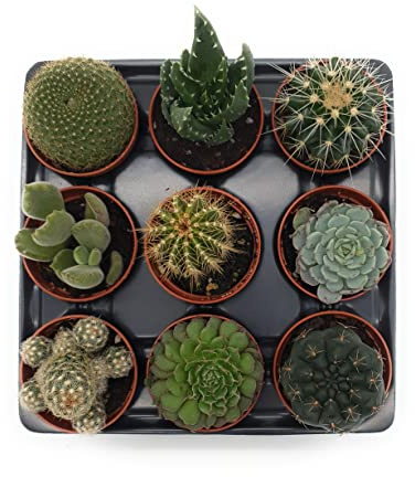 Set 9 Piante Grasse Vere Assortite in Vaso diametro 5,5 Collezione Mista di Succulente e Cactus