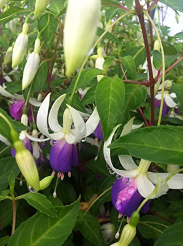 Fuchsia rustique 'Blue Sarah' - (lot de 3 pieds)