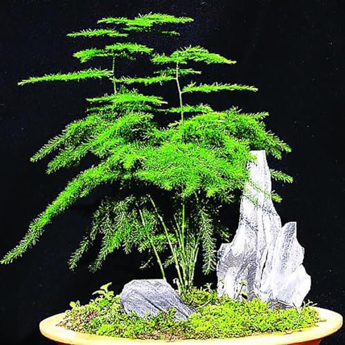 kiskick 8 piezas de semillas de helecho espárrago, hierbas perennes, planta de bonsái en maceta para el hogar, marcadores de plantas de jardín, conceptos básicos para jardineros