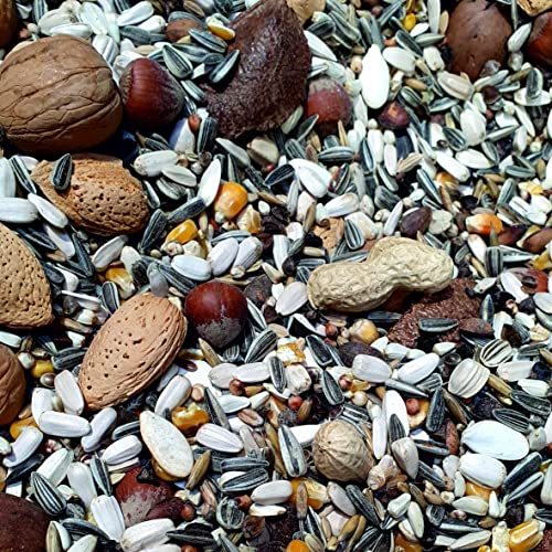 Supravit Artgerechtes Eichhörnchen Futter 1kg | Futter für Eichhörnchen mit Haselnüsse & Walnüsse mit Schale für Eichhörnchen | Ganzjähriges Eichhörnchenfutter