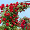180 Piezas Semillas Resistentes De Rosal - Rosa Chinensis - Semillas Para Macizos De Flores, Plantas Exóticas, Semillas De Plantas Decorativas Trepadoras Resistentes, Semillas De Flores Silv