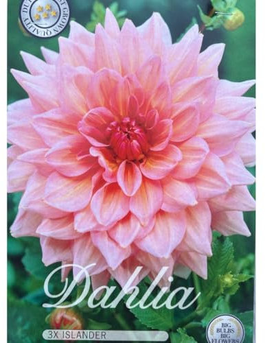 Sommerblumen Dahlien Knollen Blumenzwiebeln Mix Dahlia Bunte Auswahl im Mix für Sommer Blume Knolle Blumezwiebel Set Bunte Blüten mehrjährig (3 x Dahlien Islander)