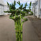 semillas de bambú de la suerte planta bambú bambú gigante palma montaña palma yuca planta serpiente emplumada la suerte es guisante árbol dragón potos cocotera areca bonsái olivo real 10pcs