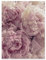 Poster Blumen Rosa Rosen Pfingstrosen 70x100 cm Hochformat - OHNE RAHMEN XXL Wandposter Kunstdruck Fotoposter Wandbild Wandbilder Wand Bild auf Poster Wohnzimmer Schlafzimmer Küche