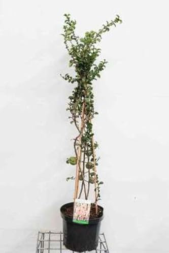 Chaenomeles sup. 'Salmon Horizon' - Cognassier Du Japon 60-80 cm en pot