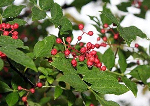 10 Samen von Zanthoxylum simulans - Szechuan Pfeffer
