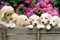 1art1 Hunde XXL Poster Labrador Welpen Im Garten Plakat | Bild 120x80 cm