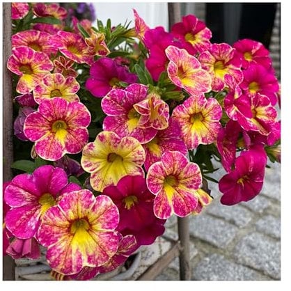 Calibrachoa Chameleon Pink Splash - 6 Starter Plants Unique Flowers, Vibrant Bedding Plants. Ready for pots or Hanging Baskets Plants Online.Summer Garden