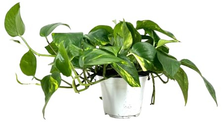 AMDGarden Pianta di Pothos Rampicante Foglie Giganti Epipremnum Aureum Sempreverde per Interni Vaso Basket 14 cm