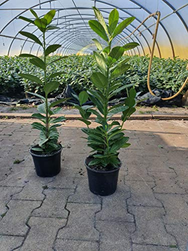 Kirschlorbeer Prunus laurocerasus Novita 40-60 cm, winterhart | 20 Stück, dichter Sichtschutz, schnittverträglich, robust, für Formhecke, blickdicht, ganzjährig grün