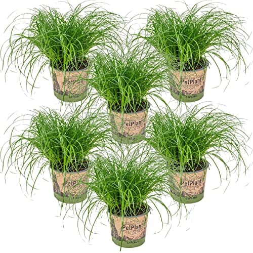 Bloomique - 6er Set - Cyperus Zumula - Katzengras Fertig Gewachsen - Zimmerpflanzen - Pflegeleicht - Haustierfreundlich - Höhe 20-30 cm - Topf 12 cm