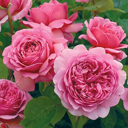 David Austin 'Princess Alexandra of Kent' Bright Pink English Shrub Rose Plant 6Ltr Pot