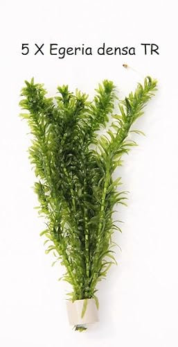 5x Bund Tonringe Egeria densa Elodea densa Wasserpflanze Wasserpest