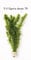 5x Bund Tonringe Egeria densa Elodea densa Wasserpflanze Wasserpest