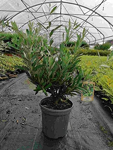 Echter Olivenbaum Wildform 60–80 cm – Mediterranes Olivenbäumchen im Topf Ø 20 cm – Olea europaea für Balkon, Terrasse & Garten – Zierpflanze winterhart, immergrün, pflegeleicht