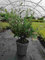 Echter Olivenbaum Wildform 60–80 cm – Mediterranes Olivenbäumchen im Topf Ø 20 cm – Olea europaea für Balkon, Terrasse & Garten – Zierpflanze winterhart, immergrün, pflegeleicht