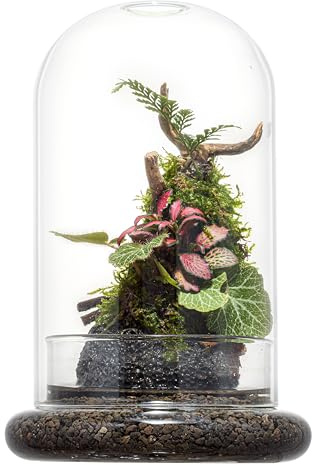 Glasglocke, Kuppel-Terrarium mit Sockel und Belüftungslöchern, 20 x 12 cm, transparente Vitrine für fleischfressende Pflanzen, Sukkulenten, Venusfliegenfalle und ewige Rosen, kleine