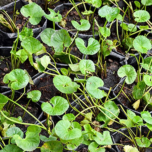 Centella asiatica einfach zu pflegen mehrjährig 200samen