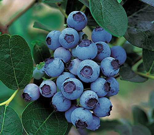 Dehner Gourmet Garten Heidelbeere Spartan, aromatisch, 55-65 cm, 3 l Topf | Vaccinium corymbosum, früh tragender Beerenstrauch, Erntezeit Juni/Juli