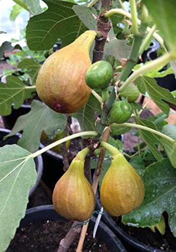 Ficus Carica 'Bornholms Diamant' Stämmchen 60-70 cm – Winterharte Feigenpflanze für Garten und Terrasse