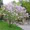 50 pcs flieder samen, Syzygium aromaticum,Seltene Pflanzen serie, gastgeschenk blumensamen blumenwiese garten pflanzen blumendeko pflanzensamen zimmerpflanzen balkon deko zimmerpflanze