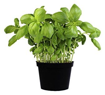 Albahaca Planta Natural Pequeña Con Maceta - Planta Aromática y Culinaria
