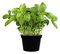 Albahaca Planta Natural Pequeña Con Maceta - Planta Aromática y Culinaria