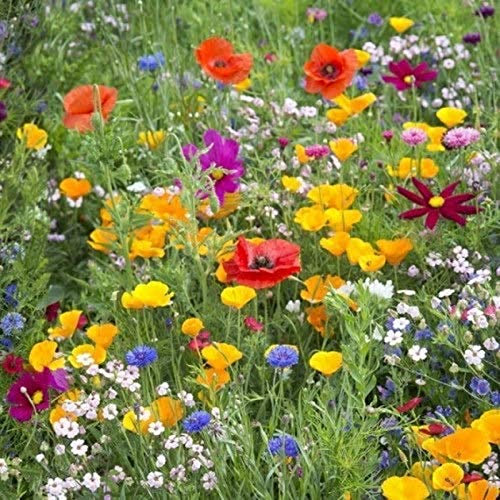 100g Mixed Poppy & Cornflower Wildflower Meadow & Traditional Meadow Grasses Pasture 100g Wholesale Wild Flowers Mix 50 by Pretty Wild Seeds