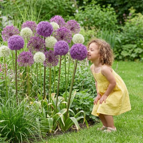 FLORIUM Allium Zwiebeln Phantasie 5 Riesen Zwiebeln/Pflanzen – Winterhart | 5 Allium-Zwiebeln, Phantasie, Zierlauch, winterhart und mehrjährig, aus Holland, für Garten und Rabatten