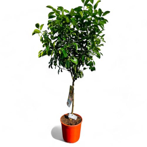 Tropictrees Citrus Calamondin Plante 110cm - Agrumes exotiques pour jardin & intérieur | Facile d'entretien, persistant & fructifiant | Idéal pour terrasse & balcon