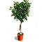 Tropictrees Citrus Calamondin Plante 110cm - Agrumes exotiques pour jardin & intérieur | Facile d'entretien, persistant & fructifiant | Idéal pour terrasse & balcon