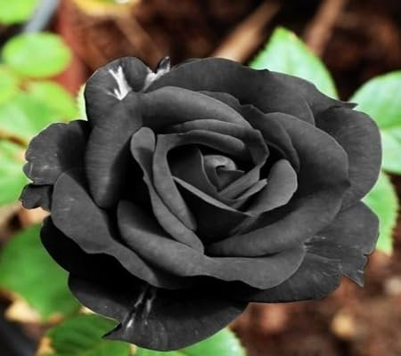 nuovi semi di rosa nera da piantare e coltivare