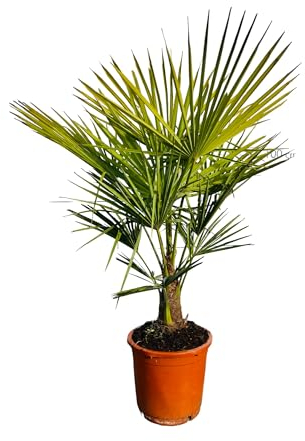 Sunny Tree Palmier Trachycarpus Fortunei, palmier chinois éventail, 120 à 140 cm, chanvre, résistant à l'hiver jusqu'à -18 ans