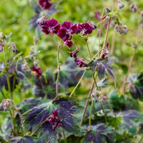 Geranium Samobor - Real Outdoor Plants - Hardy Perennial Garden Plant - Live Plug Plant for Borders, Mixed Bedding, Woodland Gardens - Spring Cranesbill for UK Gardens (9cm Pot, 10-20cm)