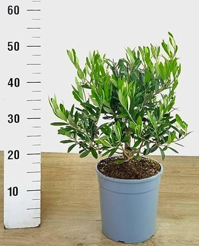 POWERS TO FLOWERS - ULIVO, OLIVO THROUBA, VASO 19CM DIAMETRO, Pianta Vera