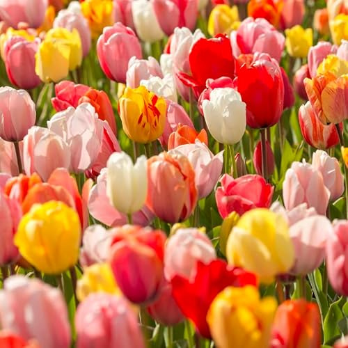 Tulpe Darwin Hybrid Mischung | 10 Stück | Blumenzwiebel | Schnittblume | Gemischt | 100% Blütegarantie | QFB Gardening | Darwin Hybrid | Tulpenzwiebeln