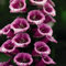 Suttons Foxglove Plants Garden Ready Digitalis purpurea 'Candy Mountain' Hardy Biennial Pink Blooms Easy to Grow Your Own Outdoor Garden Flower Plants Supplied As 9cm Pot (3 x 9cm Pot)