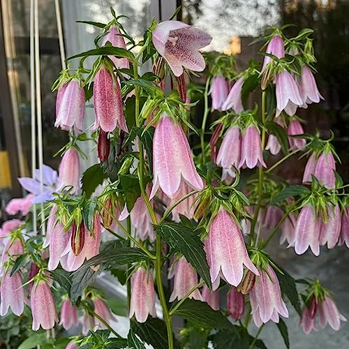 200 Stücke Glockenblume Samen Winterhart, Gartenblumen, Winterharte Kübelpflanzen (Campanula Medium) Blumen Für Balkon, Zimmerpflanzen Bio Saatgut Blumen Balkon, Bodendecker Pflanzen