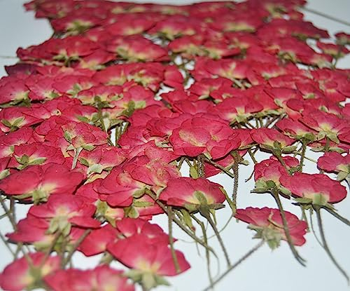 HANDI-KAFU 12 pcs Red China Rose with Stem Real Natural Dried Pressed Flowers for Resin Art Craft DIY