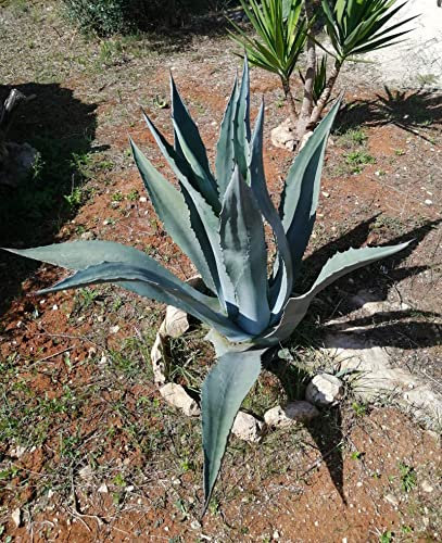Agave americana verde pianta grassa polloni per trapianto 3pz