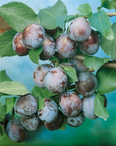 Wangenheimer Frühzwetsche Pflaumenbaum - Prunus domestica CAC, 7,5L Topf, Robust & Ertragreich