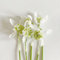 6 Pcs Schneeglöckchen Zwiebeln Kaufen - Galanthus Nivalis - Blumenzwiebeln Mehrjährig Winterhart, Frühlingsblumen Schneeglöckchen Deko Blumen Zwiebeln, Frühlingsblüher Zwiebeln, Seltene