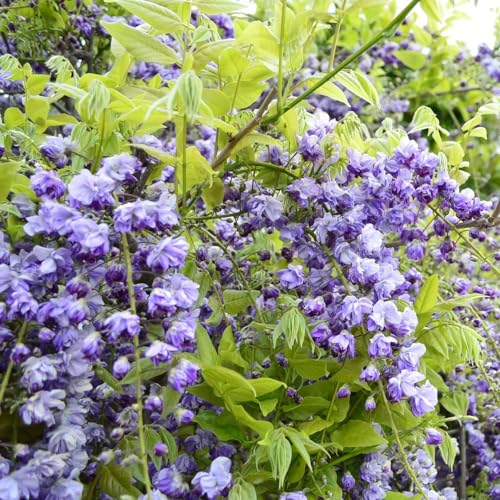 50 pcs blauregen pflanze winterhart samen, glyzinien, outdoor pflanzen, exotische pflanzen winterhart, wisteria sinensis baum balkonpflanzen, alte sorten saatgut stauden, samen winterhart
