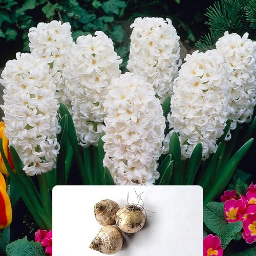 4 Hyacinth Carnegie Bulbs - Pristine Pure White Flowers with Intense Fragrance – Perennial Spring Blooms - Ideal for Your Beautiful UK Garden