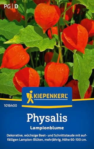 Kiepenkerl Physalissamen Lampionblume 1016400 - Mehrjährige Blumensamen mit einer Wuchshöhe von 60 bis 100 cm und einem Inhalt für 40 Pflanzen - Saatgut