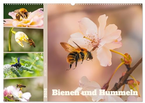 Bienen und Hummeln in Aktion (Wandkalender 2026 DIN A2 quer), CALVENDO Monatskalender: Bienen & Hummeln - Flugkunst im Fokus! (CALVENDO Natur)